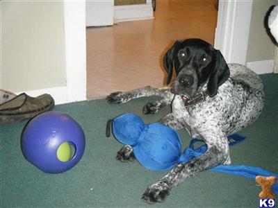 Stud Dogs - German Shorthaired Pointer