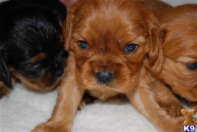 Puppies in Atlanta