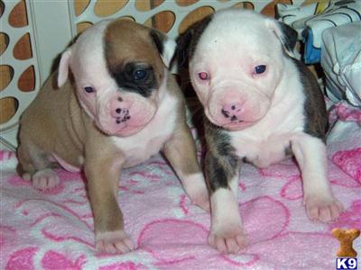 Puppies in WI