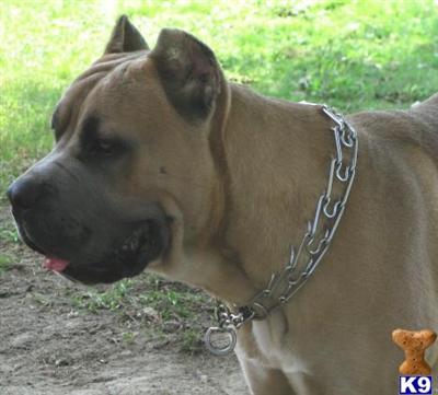 Stud Dogs - Cane Corso