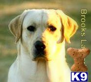 Stud Dogs in TX