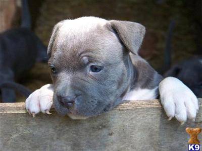 Puppies in MI