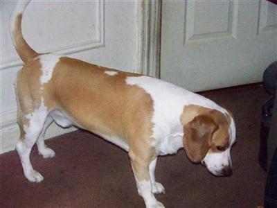 Stud Dogs - Beagle