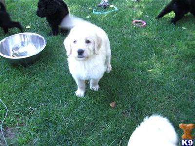 Puppies in RI