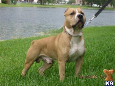 Stud Dogs in FL