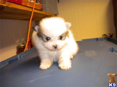 Puppies in MS