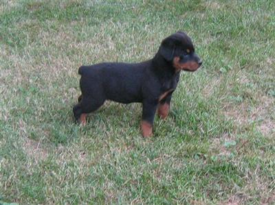 Puppies in IN