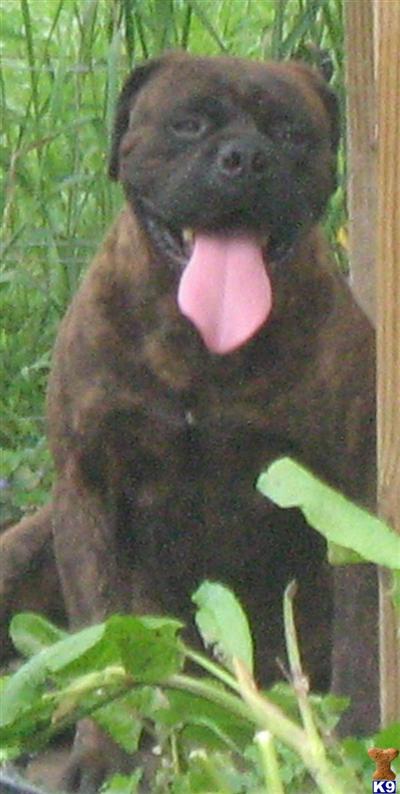 Dogs - Bullmastiff
