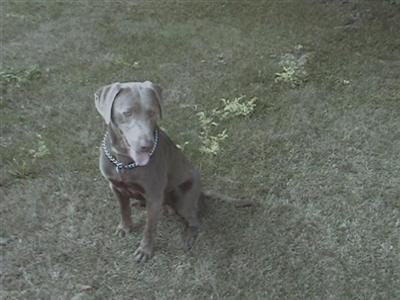 Stud Dogs - Labrador Retriever