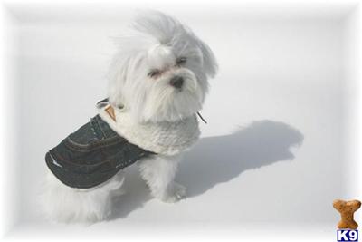 Stud Dogs - Maltese