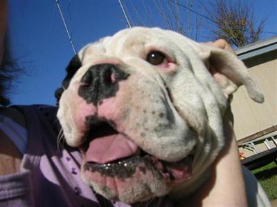 Stud Dogs - Bulldog