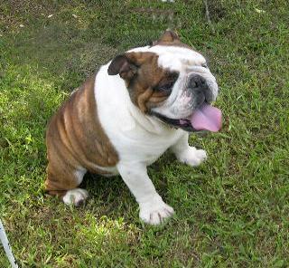 Stud Dogs - Bulldog
