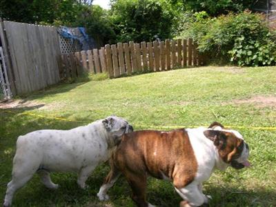 Stud Dogs - Bulldog
