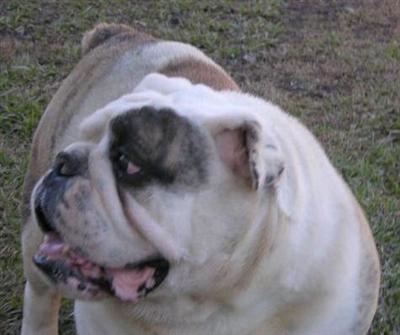 Stud Dogs - Bulldog