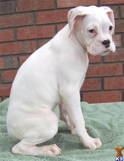 Puppies in GA