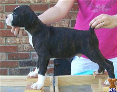 Boxer Puppies for Sale