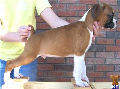Boxer Puppies for Sale