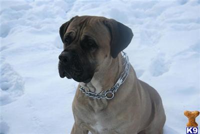 Stud Dogs - Cane Corso