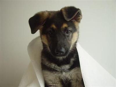 Puppies in NM