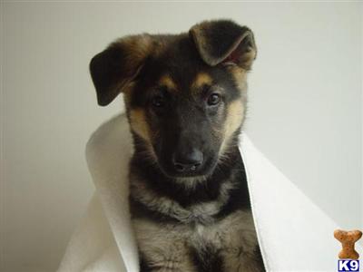 Puppies in NM
