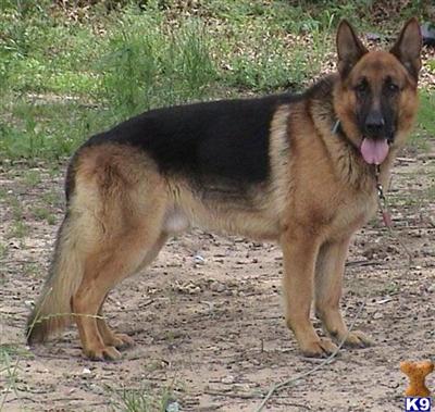 Stud Dogs in NM