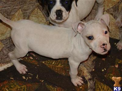 Puppies in PA