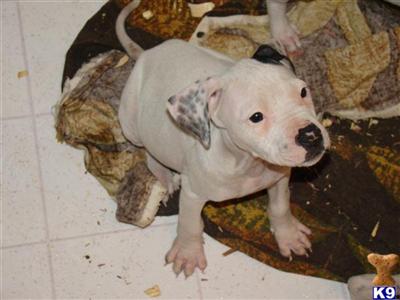 Puppies in PA