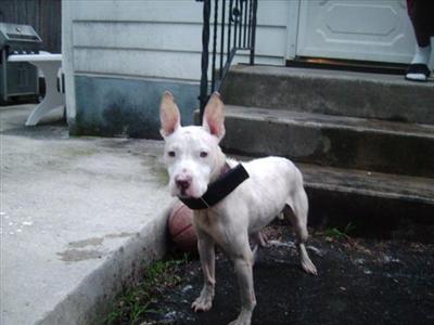 Dogs - American Pit Bull