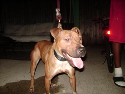 Dogs - American Pit Bull