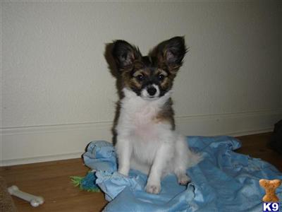 Papillon Puppies for Sale