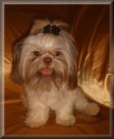 Stud Dogs - Shih Tzu
