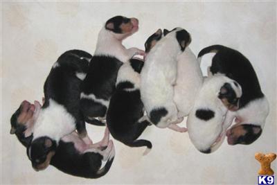 Collie Puppies for Sale