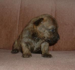 Cairn Terrier Puppies for Sale