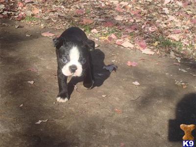 Puppies in IA