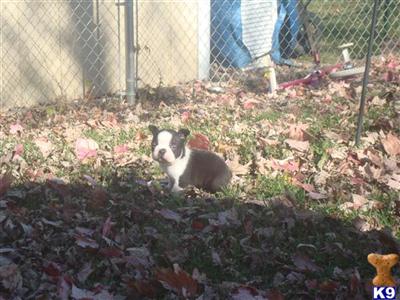 Puppies in IA