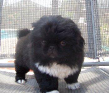 Pekingese Puppies for Sale