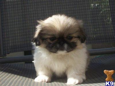 Pekingese Puppies for Sale