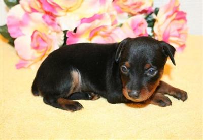 Miniature Pinscher Puppies for Sale