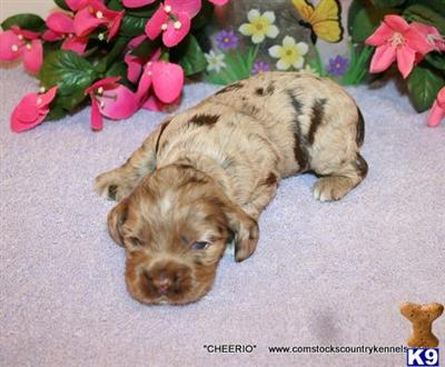 Cocker Spaniel Puppies for Sale