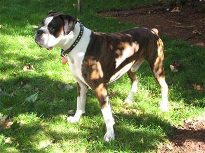 Stud Dogs in MA