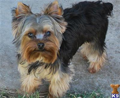 Stud Dogs in OK
