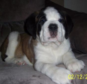 Saint Bernard Puppies for Sale