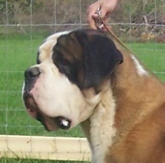 Stud Dogs in IN
