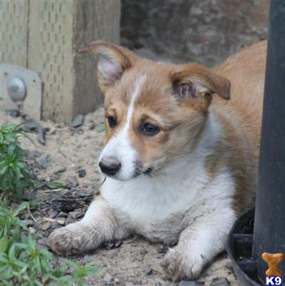 Puppies in ID