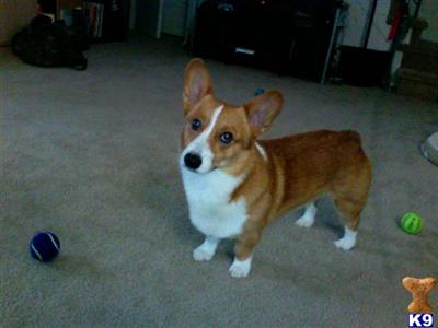 Stud Dogs - Pembroke Welsh Corgi