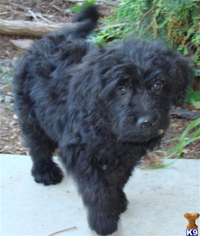 Puppies in ID