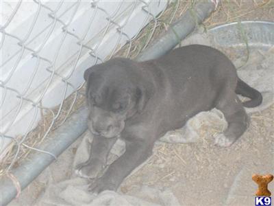 Puppies in LA
