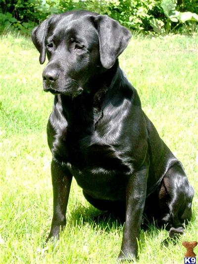 Stud Dogs in MN