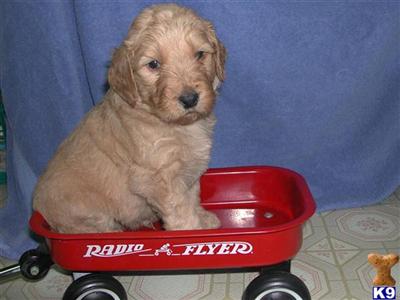 Goldendoodles Puppies for Sale