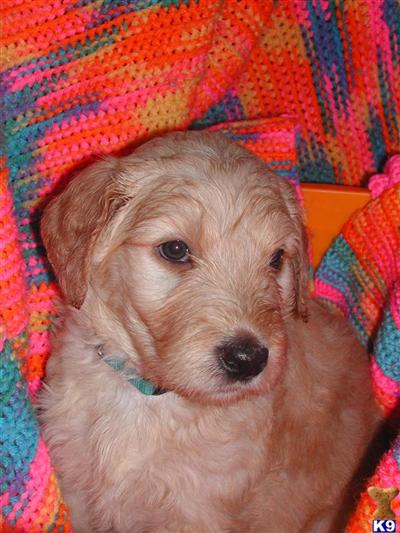 Goldendoodles Puppies for Sale